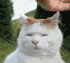 萌宠 猫咪 无语 呆萌 可爱