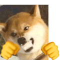 猫猫狗狗 打拳 魔性 沙雕 搞笑 逗