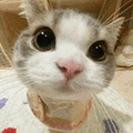 萌宠 猫咪 好奇 呆萌 可爱