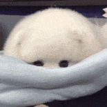 萌宠 狗狗 伤心 呆萌 可爱