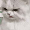 萌宠 猫咪 生气 呆萌 可爱