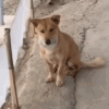 萌宠 狗 无奈 呆萌 可爱