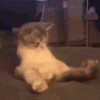 萌宠 猫咪 尾巴 呆萌 可爱