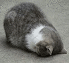 萌宠 猫咪 磕头 呆萌 可爱