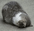 萌宠 猫咪 磕头 呆萌 可爱