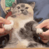 萌宠 猫咪 摇头 呆萌 可爱