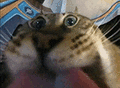 萌宠 猫咪 舔 呆萌 可爱