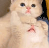 萌宠 猫咪 好奇 呆萌 可爱