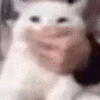 萌宠 猫咪 不许说 呆萌 可爱