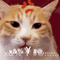 萌宠 猫咪 骂人 呆萌 可爱