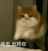 萌宠 猫咪 突击创死你 呆萌 可爱