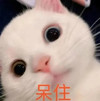 萌宠 猫星人 呆滞 无语 搞怪 呆萌