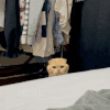 萌宠 猫咪 在吗 呆萌 可爱