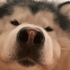 萌宠 狗狗 好奇 呆萌 可爱