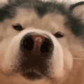 萌宠 狗狗 好奇 呆萌 可爱