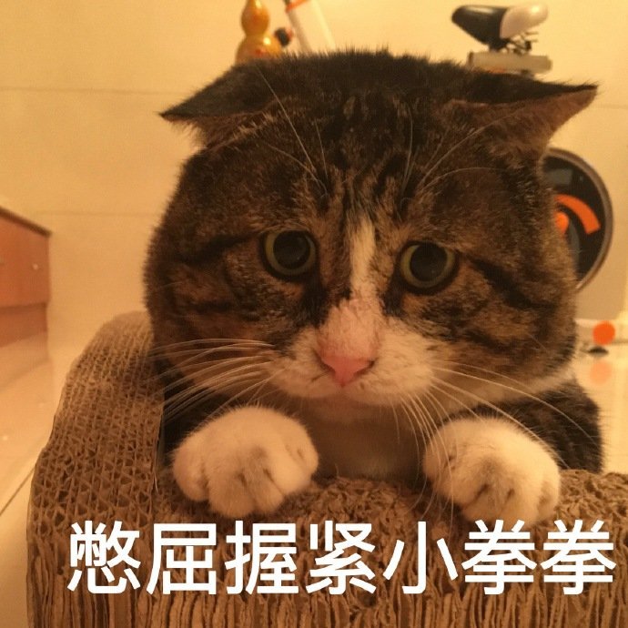 小猫打拳表情包图片