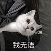 萌宠 猫咪 呆滞我无语 呆萌 可爱