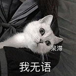 萌宠 猫咪 呆滞我无语 呆萌 可爱