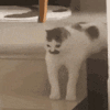 萌宠 猫咪 懵 呆萌 可爱