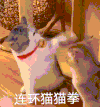 萌宠 猫咪 打你 呆萌 可爱