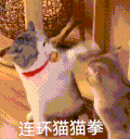 萌宠 猫咪 打你 呆萌 可爱