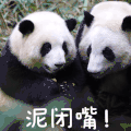 萌宠 熊猫 泥闭嘴 呆萌 可爱