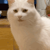 萌宠 猫咪 眼神 呆萌 可爱