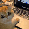 萌宠 猫咪 加班 呆萌 可爱