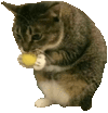 萌宠 猫咪 偷吃 呆萌 可爱