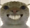 萌宠 猫咪 开心 呆萌 可爱