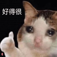 萌宠 猫咪 好得很 呆萌 可爱