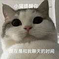 萌宠 猫咪 小猫提醒你现在是和我聊天的时间 呆萌 可爱