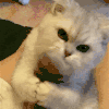 萌宠 猫咪 舔 呆萌 可爱