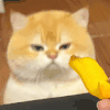 萌宠 猫咪 香蕉 呆萌 可爱