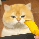 萌宠 猫咪 香蕉 呆萌 可爱