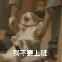 萌宠 猫咪 我不要上班 呆萌 可爱