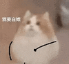 萌宠 猫咪 我要白嫖 呆萌 可爱