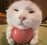 萌宠 猫咪 苹果 呆萌 可爱