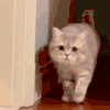 萌宠 猫咪 你自己玩吧 呆萌 可爱