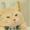萌宠 猫咪 生气 呆萌 可爱