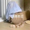 萌宠 猫星人 面壁思过 无奈 搞怪 呆萌