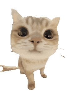 猫meme 猫咪 可爱 搞怪