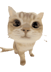 猫meme 猫咪 可爱 搞怪