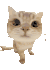 猫meme 猫咪 可爱 搞怪