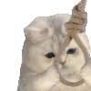 萌宠 猫咪 上吊 呆萌 可爱