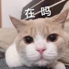 萌宠 猫星人 在吗 好奇 呆萌 可爱