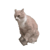 萌宠 猫咪 打翻 呆萌 可爱