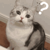 萌宠 猫咪 ？ 呆萌 可爱
