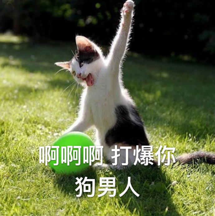 暴打猫表情包图片