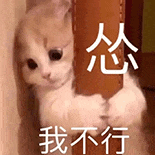 萌宠 猫咪 怂我不行 呆萌 可爱